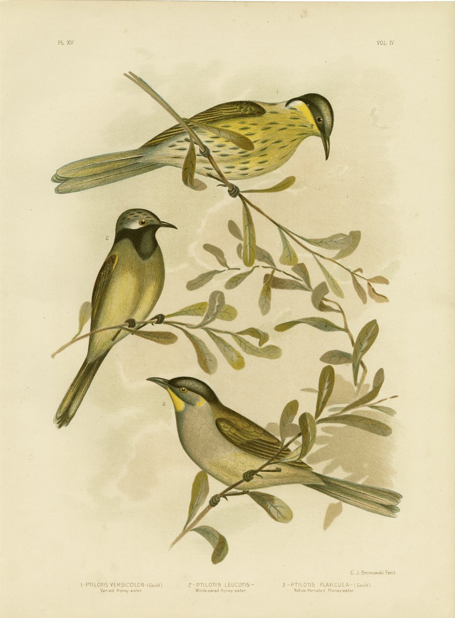 Varieret honningæder, 1891 af Gracius Broinowski