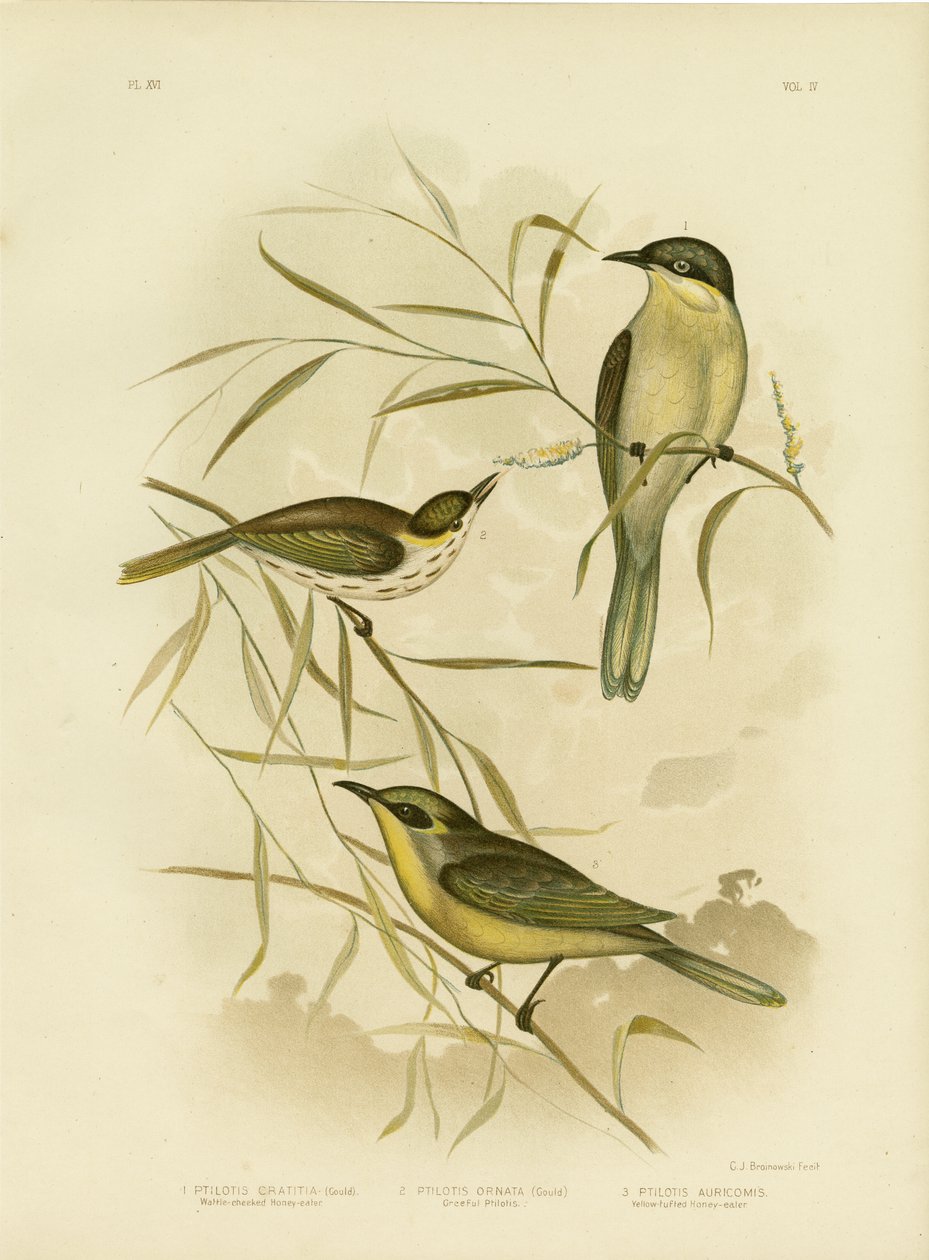 Honeyeater eller lilla-Gaped honningeater, 1891 af Gracius Broinowski