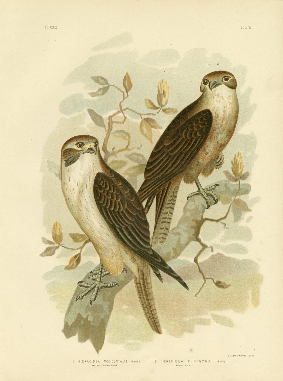 Western Brown Hawk, 1891 af Gracius Broinowski