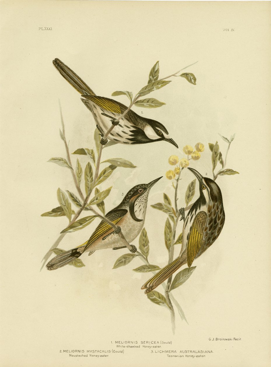 Hvidkindet honningæble, 1891 af Gracius Broinowski