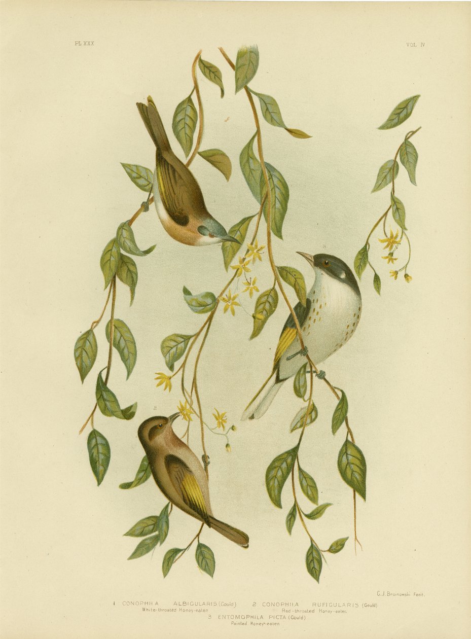 Hvidstrubet honningæder, 1891 af Gracius Broinowski
