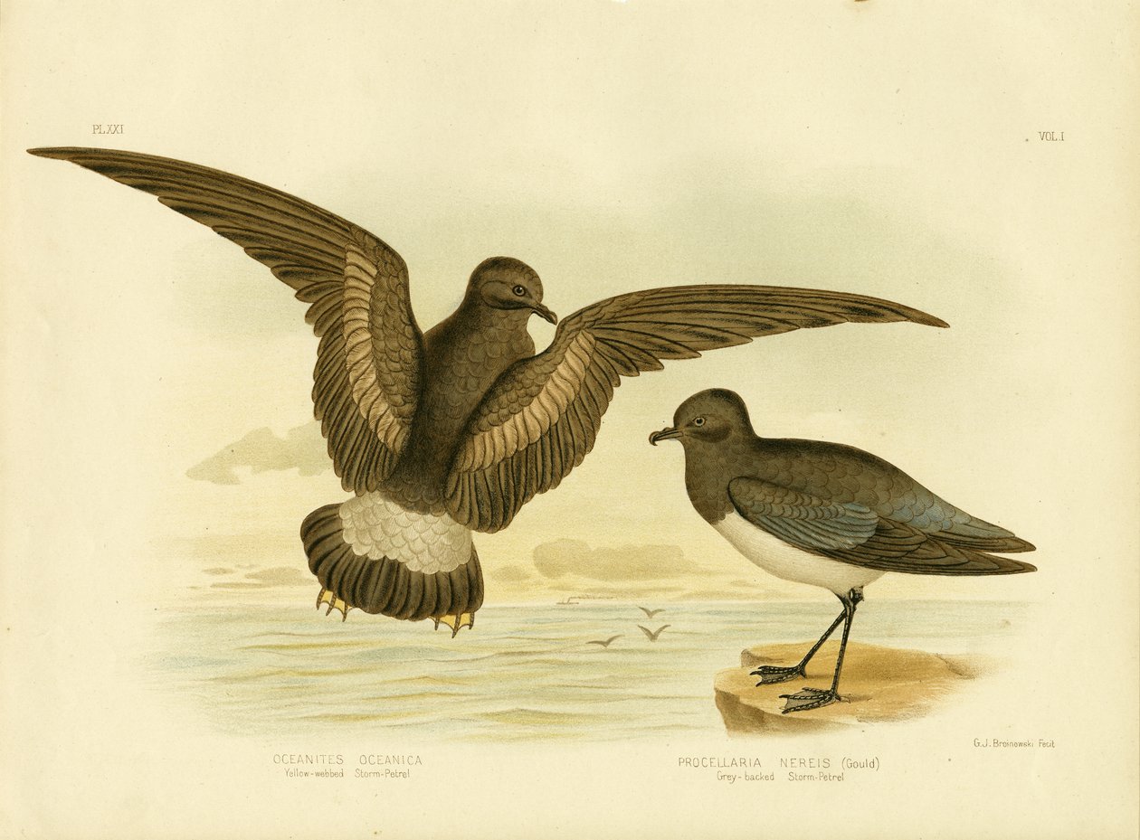 Gulflettet stormsvale, 1891 af Gracius Broinowski