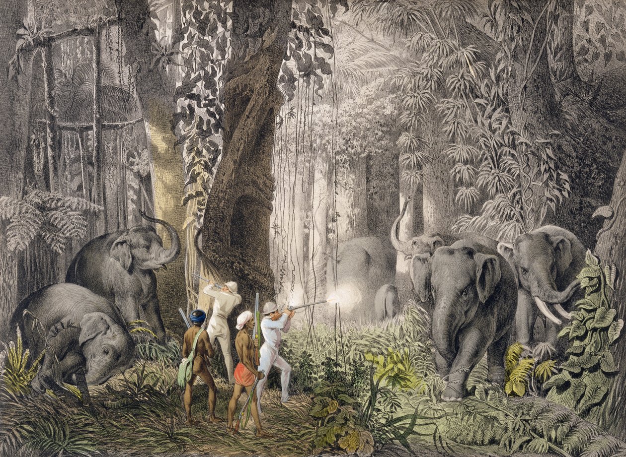 Elefantjagt i Logalla-området, fra Prins Emanual Andrasys rejser i Østindien, Ceylon, Java, Kina og Bengalen, graveret af Ciceri og Adams, udgivet i 1859. af Emanuel Andrasy