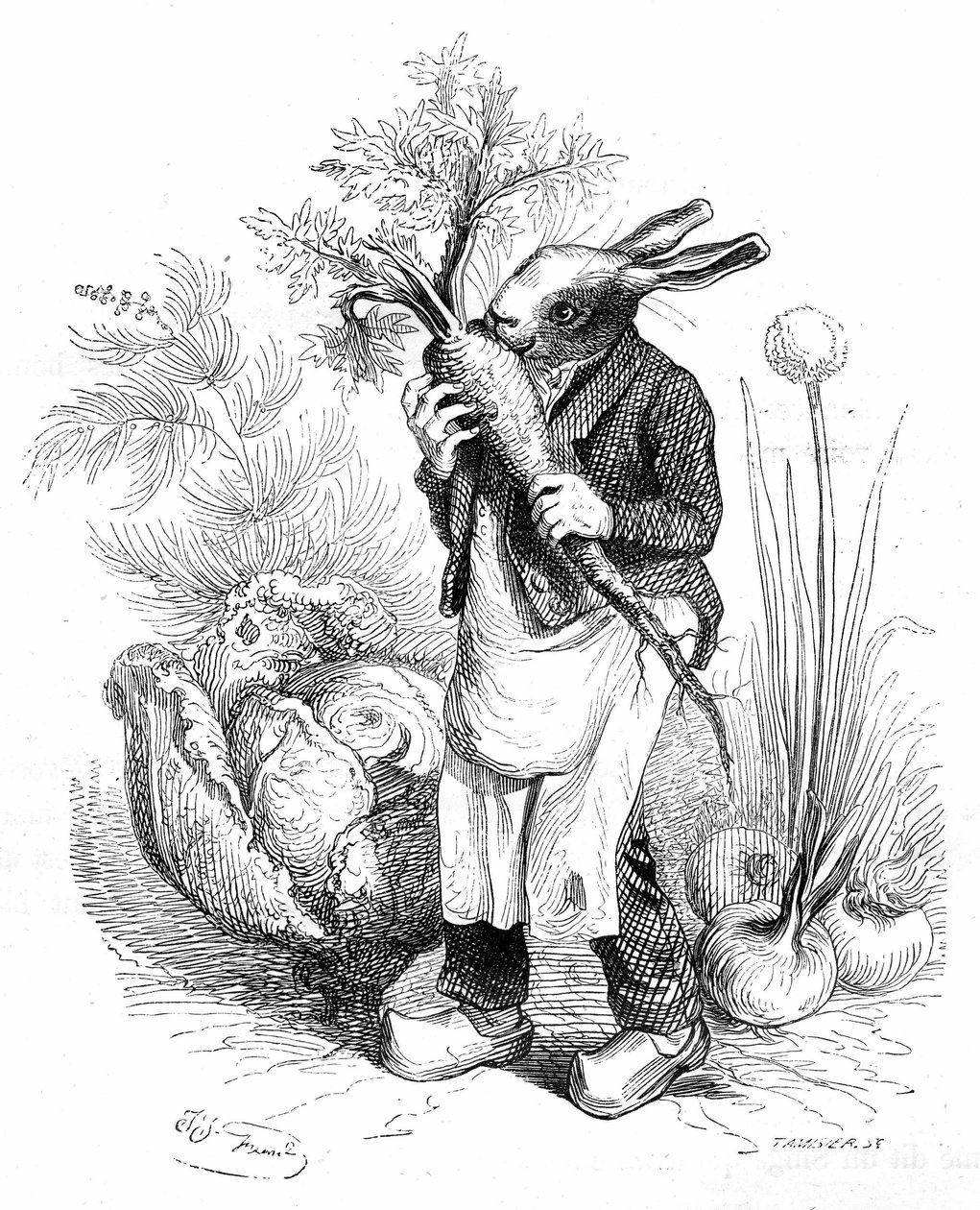 Grandville-gravering, fra bogen "Dyrenes private og offentlige liv (Les animaux peints par eux memes)", Hetzel-udgaven 1867. Kaningartner i hove knaser en gulerod i sin køkkenhave eller dyrker grøntsager (løg og kål). af Grandville (1803 47)