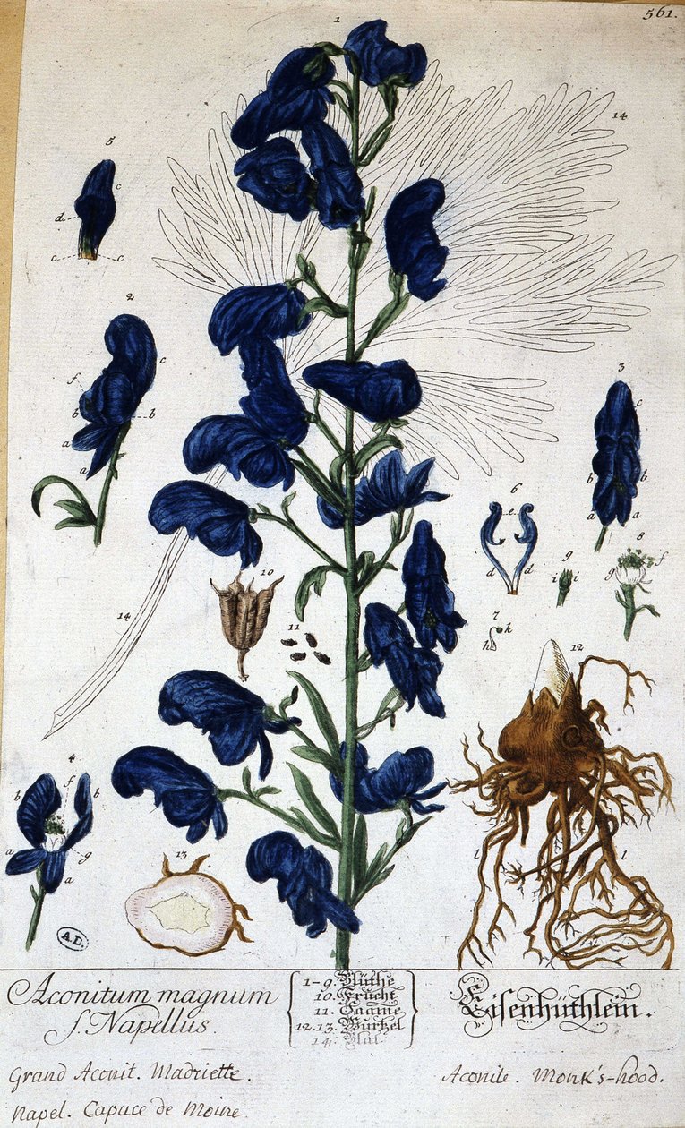 Stor akonit, munkekappe (aconitum magnum) - i "" Animated Flowers"" af Grandville, n.d. 19. af Grandville