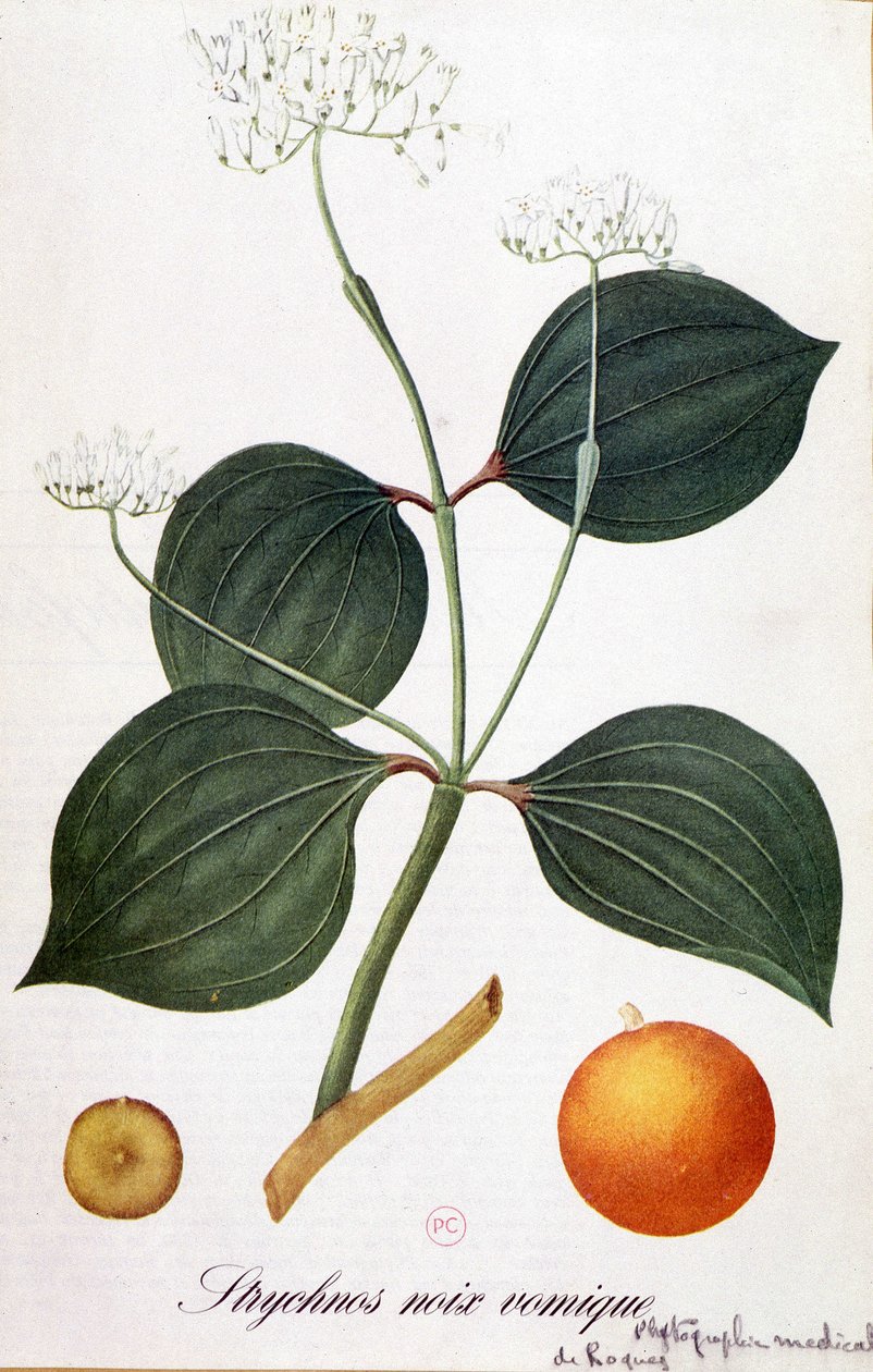 Blade, blomster og frugter af strychnos (vomic nut eller nux vomica) - i "" Animated Flowers"" af Grandville, n.d. 19. af Grandville