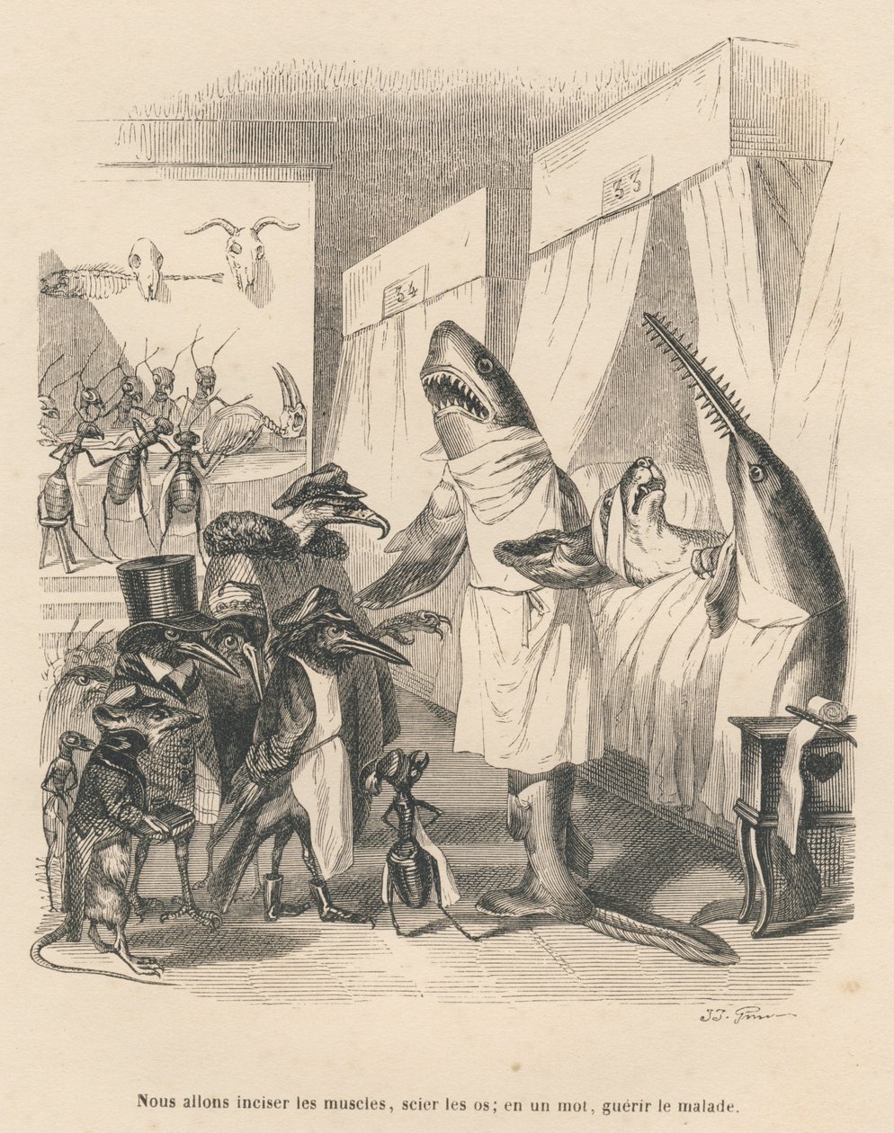 Doktorhajer forklarer deres operation. Miniaturer illustreret af JJ Granville. Indgravering signeret Godard i delen med titlen "Dyrelægerne" skrevet af Pierre Bernard i "Scener fra dyrenes private og offentlige liv". Ved af Grandville