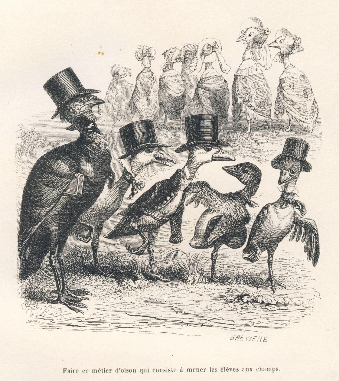 Goslings job bestod i at bringe eleverne ud på markerne. Gæssene flytter væk fra deres barn. Miniaturer illustreret af JJ Granville. Gravering signeret Breviere i delen med titlen "Guide-æsel til brug for dyr, der ønsker at opnå hæder" skrevet af Grandville