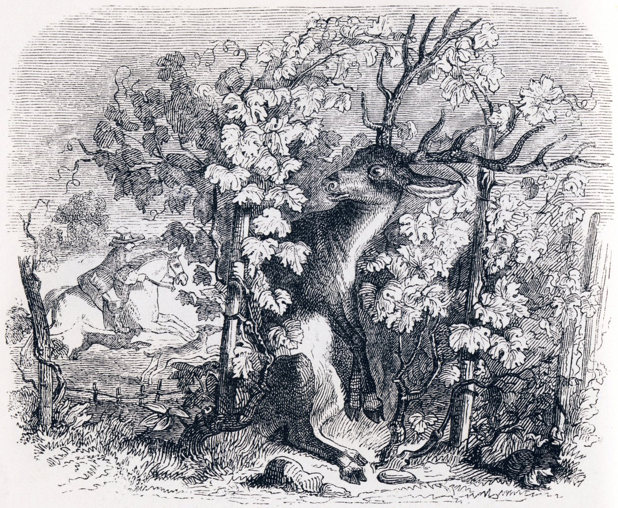 Hjorten og vinstokken - Fabler af La Fontaine af Grandville