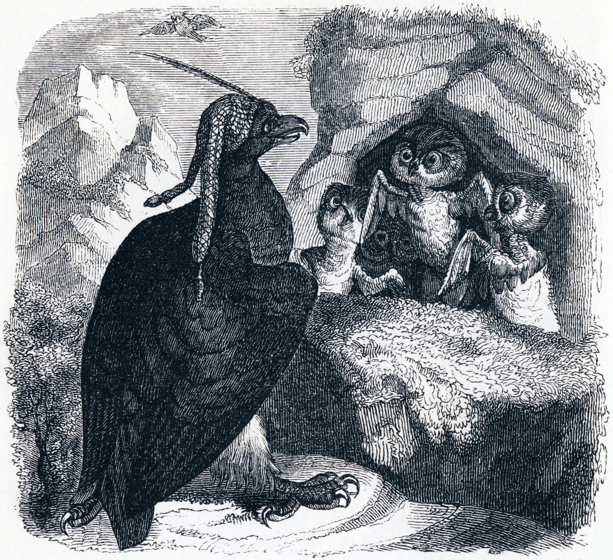 Ørnen og uglen - Fabler af La Fontaine af Grandville