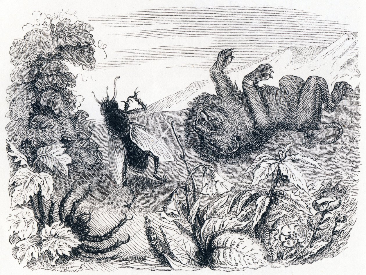 Løven og Midten - Fabler af La Fontaine af Grandville