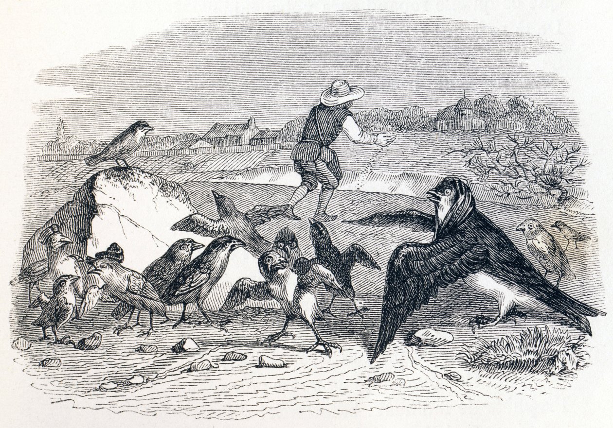 Svalen og de små fugle - Fabler af La Fontaine af Grandville