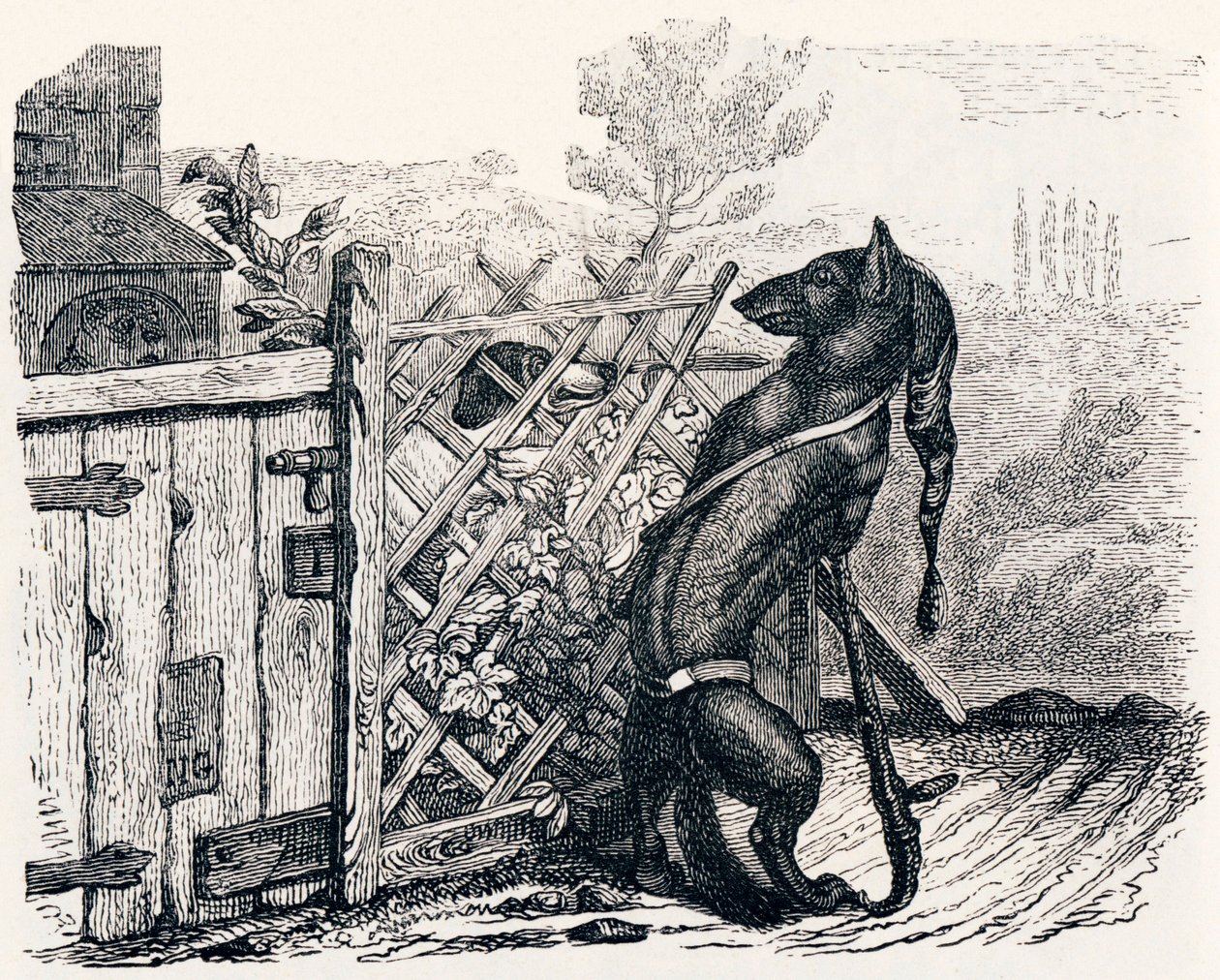 Ulven og den magre hund (Le loup et le chien maigre) - Fabler af La Fontaine af Grandville