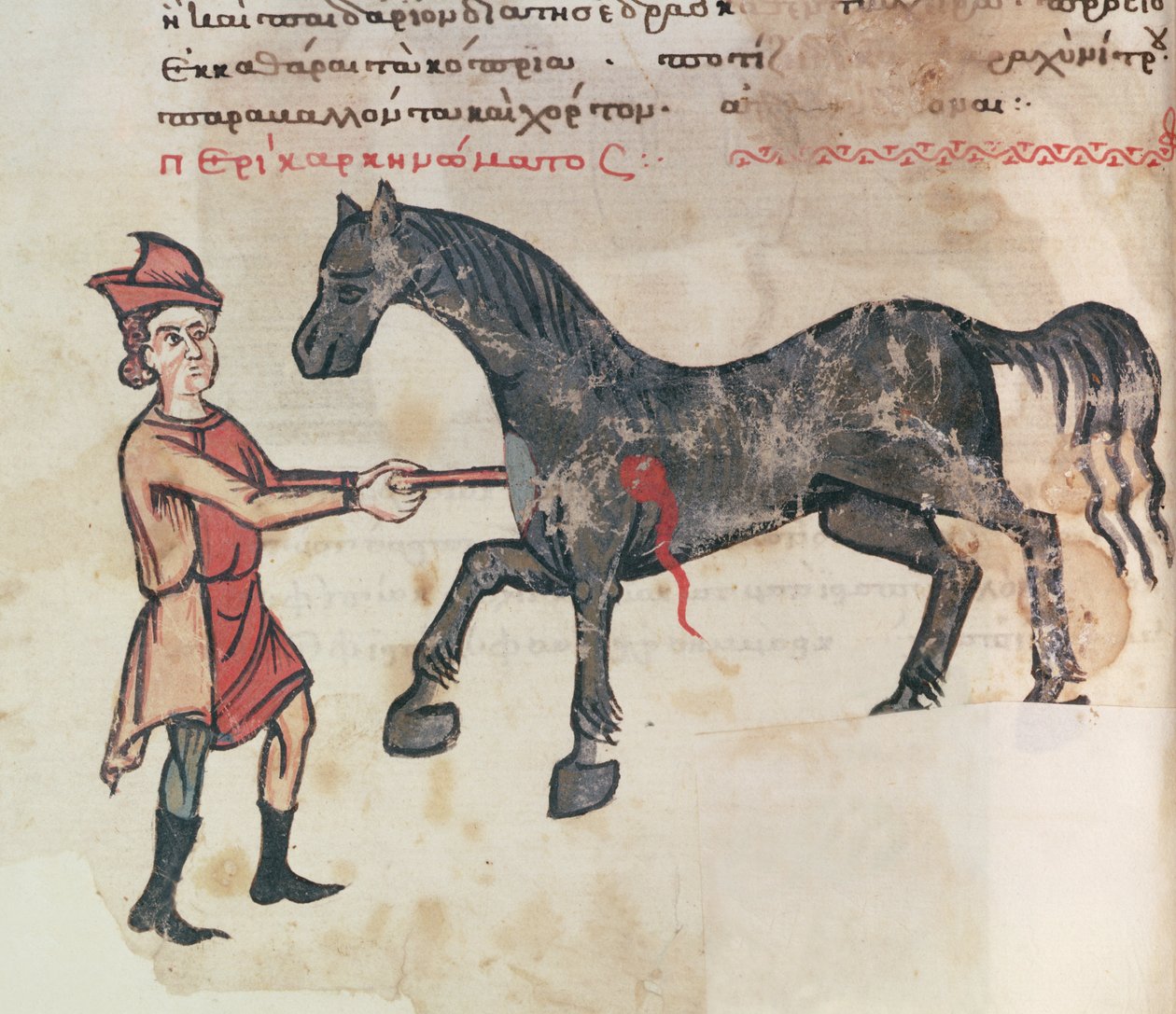 Ms Grec 2244 fol.37v Opererer en hest af Greek School