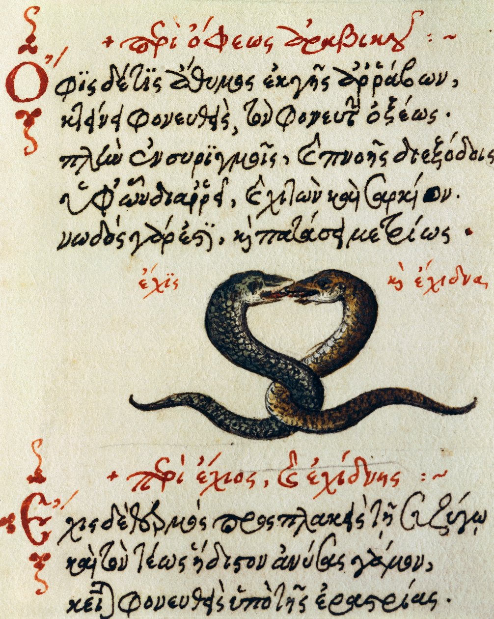Slangekobling, test og miniature fra De animalium natura et proprietate libellus, af Aelianus (2.-3. århundrede e.Kr.) af Greek School