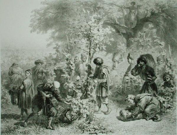 Druehøst i Kakhetie, Georgia, plade 30 fra en bog om Kaukasus, indgraveret af Eugene Le Roux (1807-63) udgivet af Alfred Leon Lemercier, Paris af Grigori Grigorevich (after) Gagarin