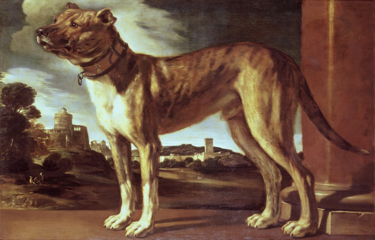 Portræt af en hund af Giovanni Francesco Barbieri