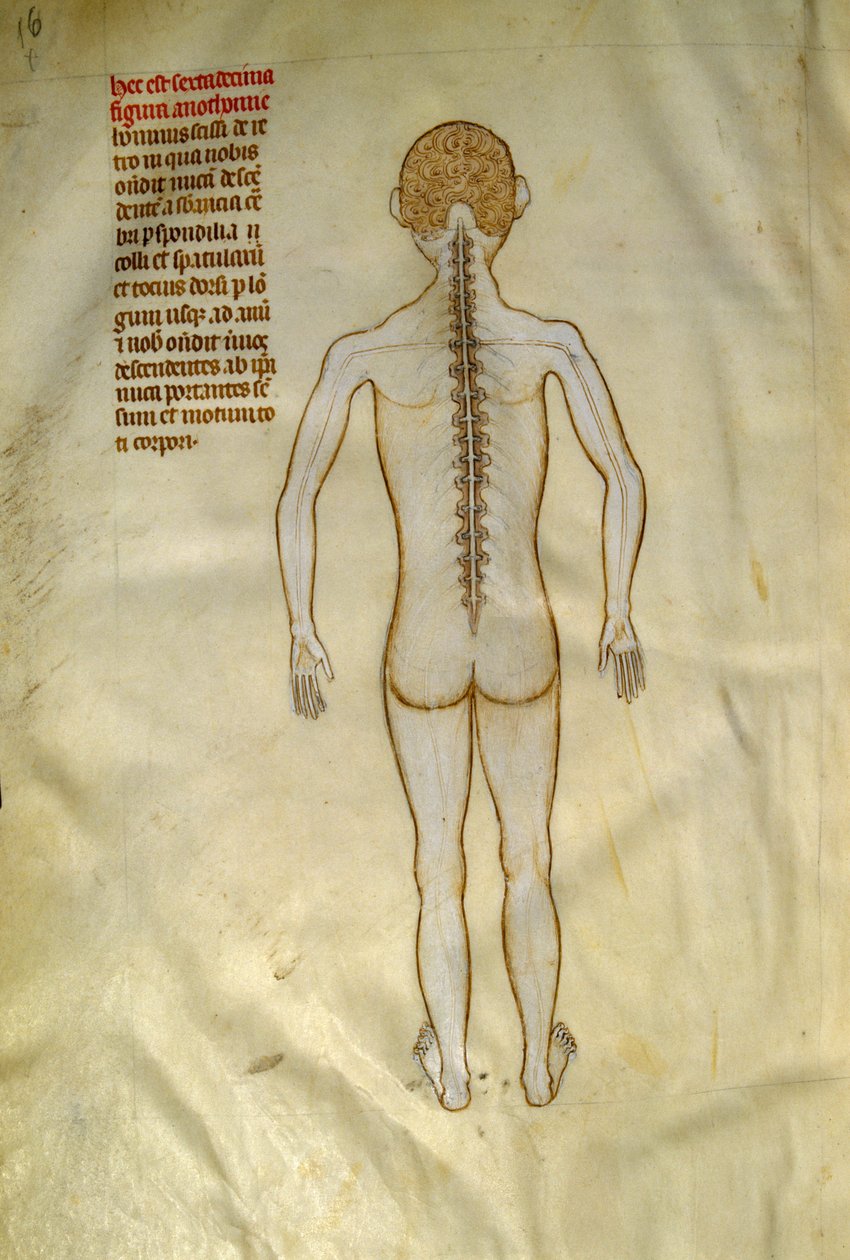 Anatomi og kirurgiske tavler: rygmarv (i ryghvirvlerne i rygsøjlen). I ""Liber notables Philippi den syvende konge af frankerne, uddrag fra Galiens bøger""" af Gui de Pavia omkring 1345. Chantilly, Musee Conde af Guido da Vigevano da Pavia