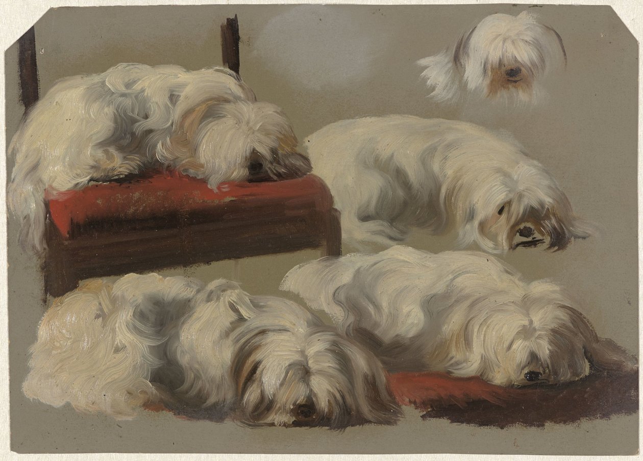 Undersøgelser af en hvid skødehund af Guillaume Anne van der Brugghen
