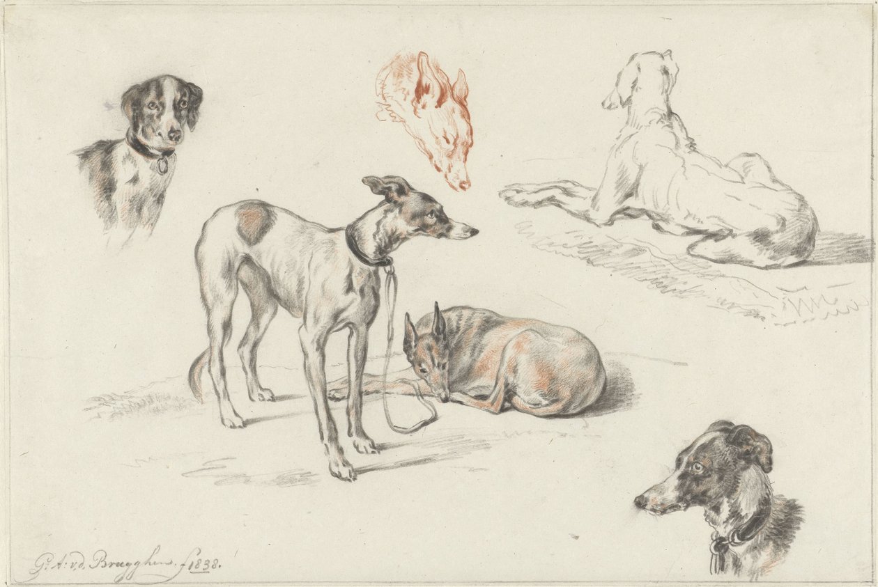 Undersøgelser af hunde af Guillaume Anne van der Brugghen