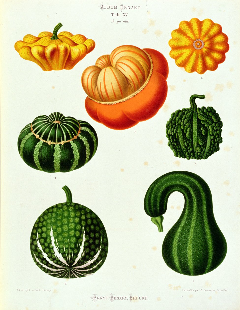 Marrows: fra fanen "Album Benary". XV af Guillaume Severeyns