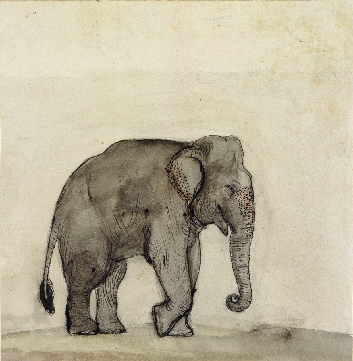 Elefant, ca.1790 (pen og blæk, vask og wc på papir) af Gungaram Tambat