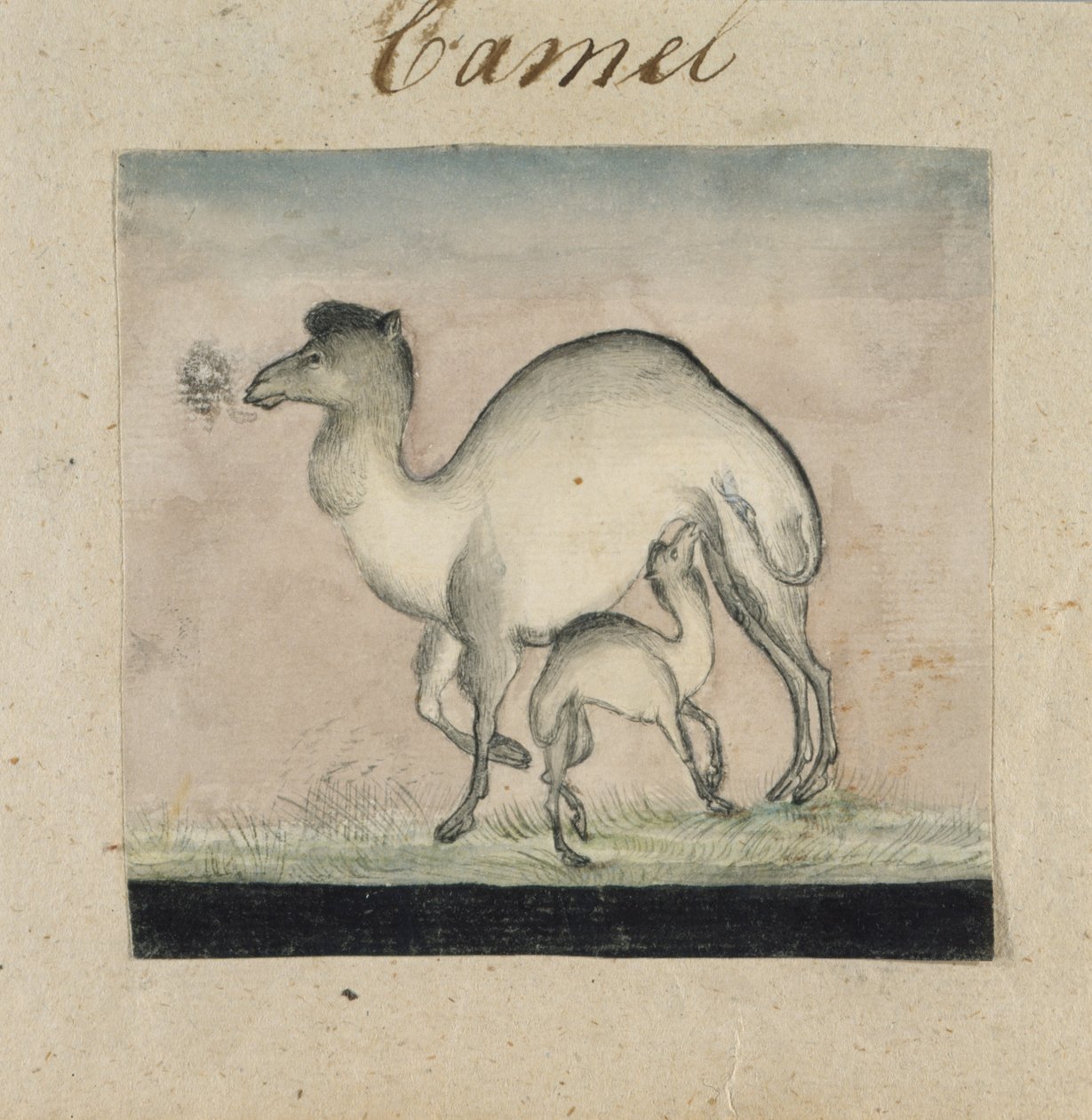 Mother Camel and her Calf (wc & pen & blæk på papir) af Gungaram Tambat