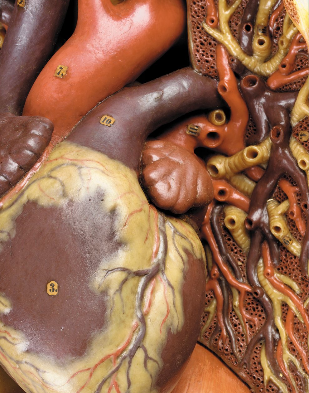 Detalje af en mandlig anatomisk ecorche-model, der viser muskler, arterier og vener, cirkulationen og nervesystemet af Gustav Zeiller