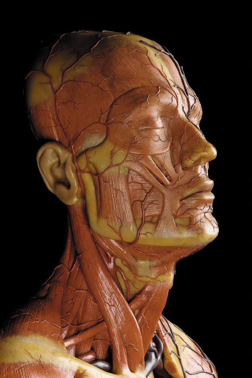 Detalje af en mandlig anatomisk ecorche-model, der viser muskler, arterier og vener, kredsløbet og nervesystemet (voks) (se også 469823 til 469827) af Gustav Zeiller