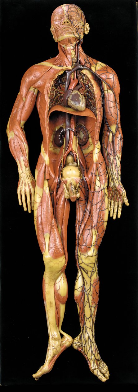 Mandlig anatomisk ecorche-model, der viser muskler, arterier og vener, cirkulationen og nervesystemet af Gustav Zeiller