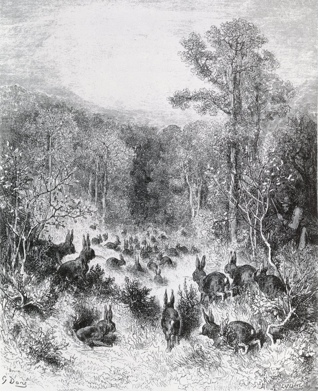 Kaninerne, illustration fra 