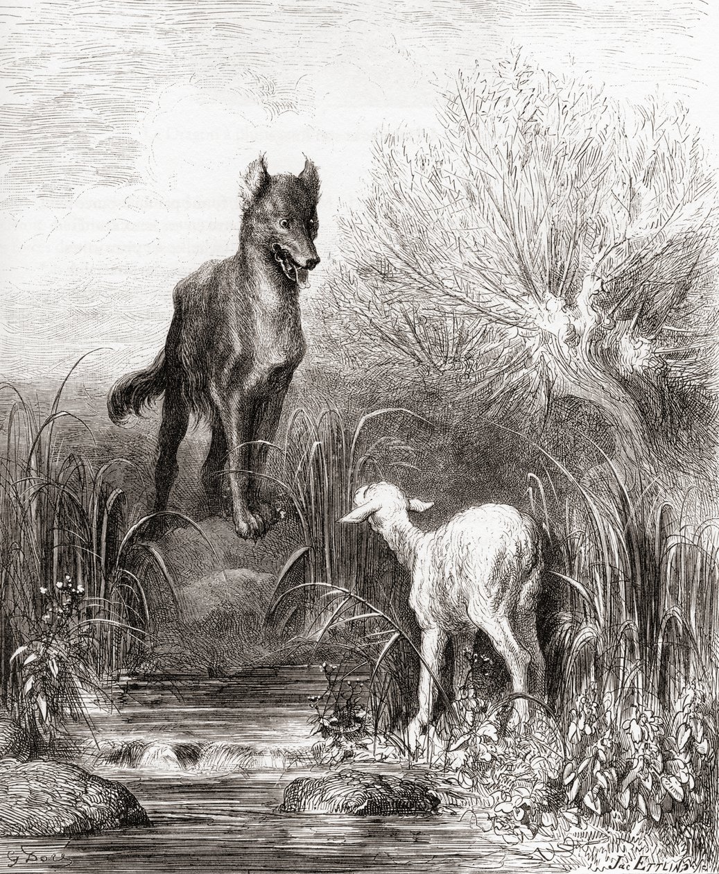 Ulven og Lammet, fra en slutning af 1800-tallets udgave af Fables de La Fontaine (trægravering) af Gustave Dore