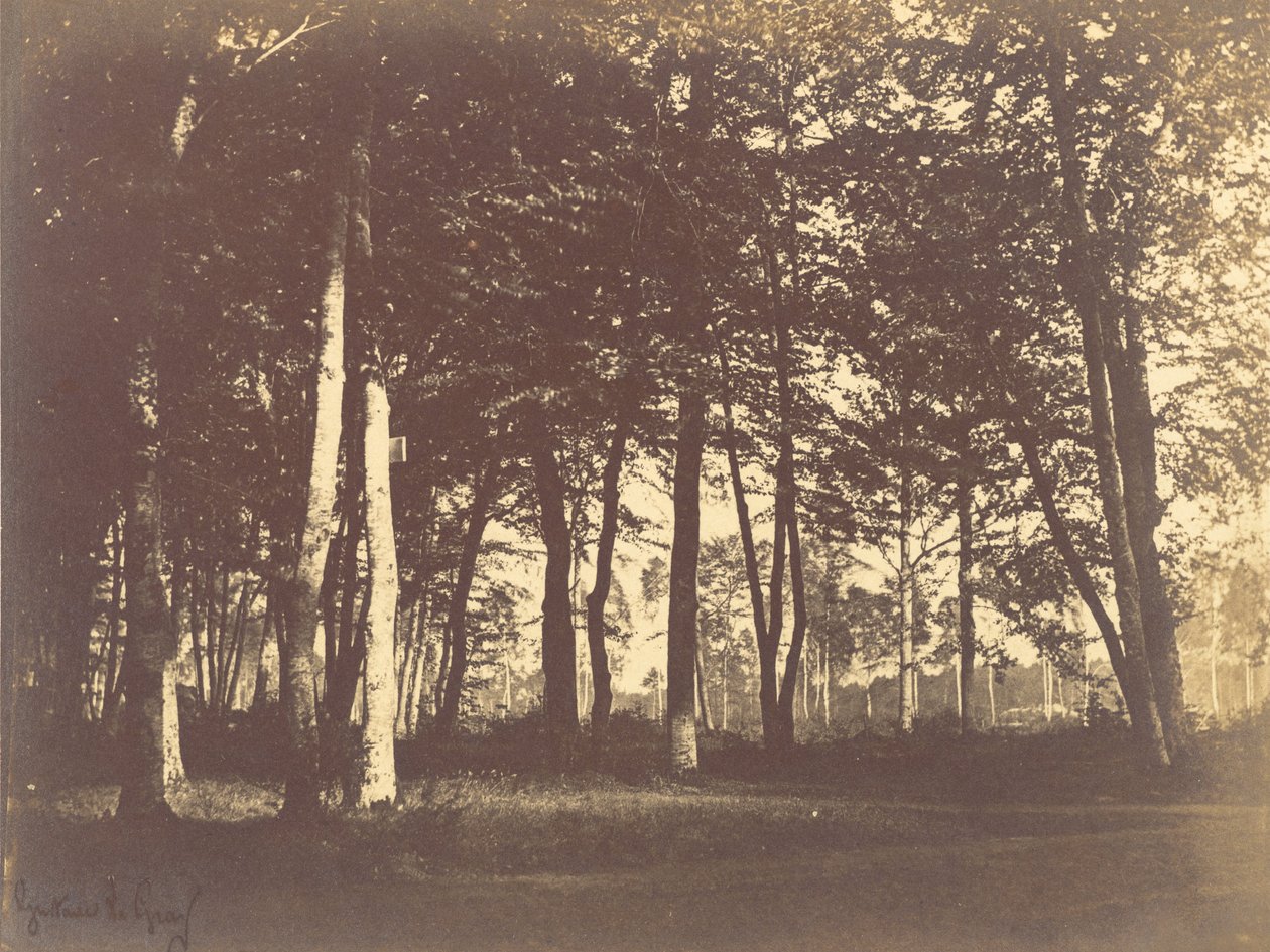 Undersøgelse af træer og stier af Gustave Le Gray