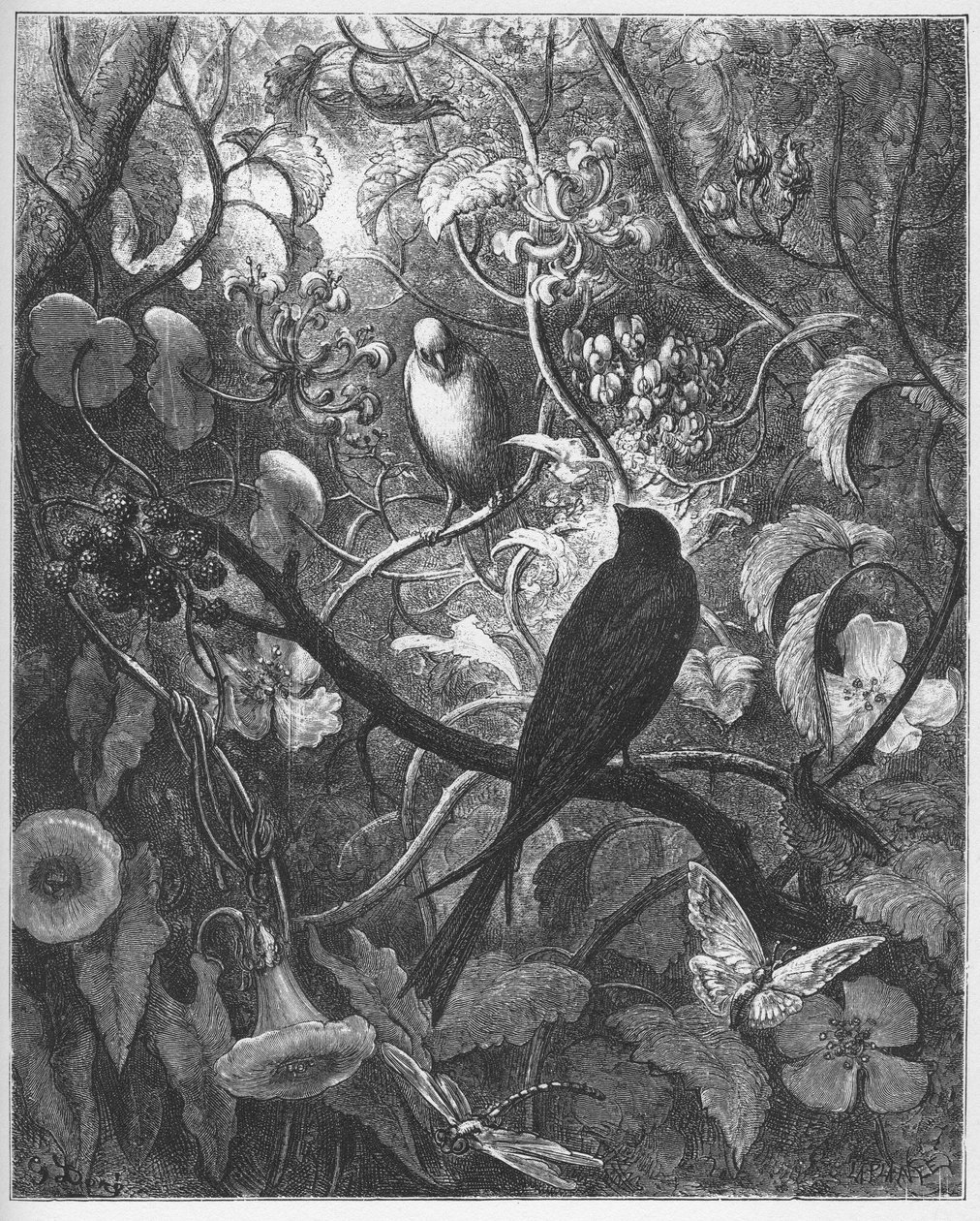 Philomele og Progne - fra "Fables" af Jean de La Fontaine af Gustave Dore