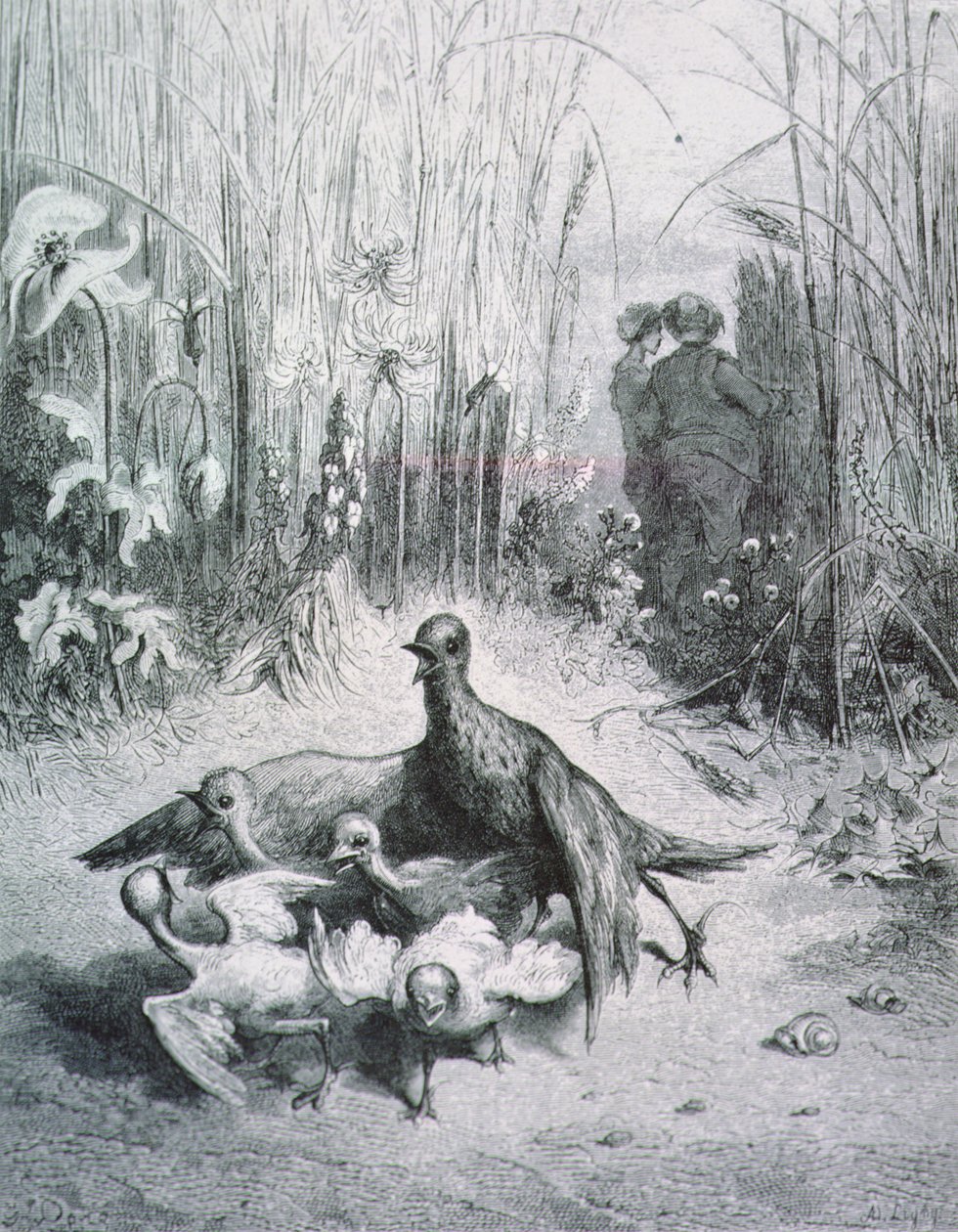 Lærkens fabel, hendes unge og markens mester, illustration til fabler af La Fontaine rnrn af Gustave Dore