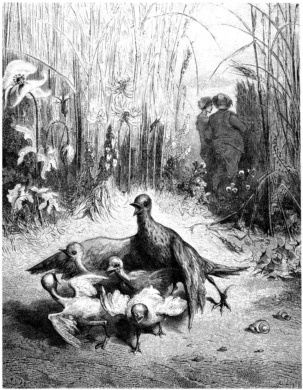 Lærken og dens unge med herren på marken: fabel af Jean de la Fontaine illustreret af Gustave Dore - fugle - af Gustave Dore