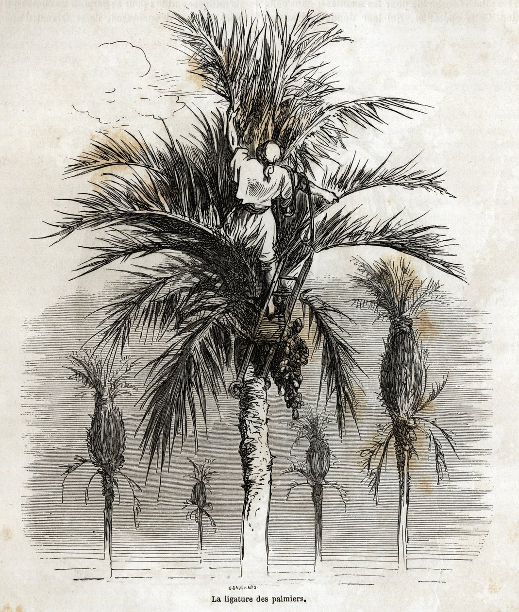 Ligeringen af palmerne i Elche, med det formål at bevare hvidheden, for at flette dem, tegning af Gustave Dore (1832-1883), for at illustrere hans rejse til Spanien, i 1862, med Ch. Davillier. Indgravering i "" Le tour du monde"", redigeret af E af Gustave Dore