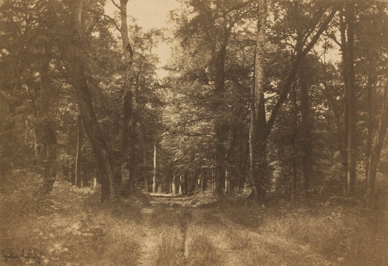 Bas-Bréau, skoven ved Fontainebleau,1849-1852 (foto) af Gustave Le Gray