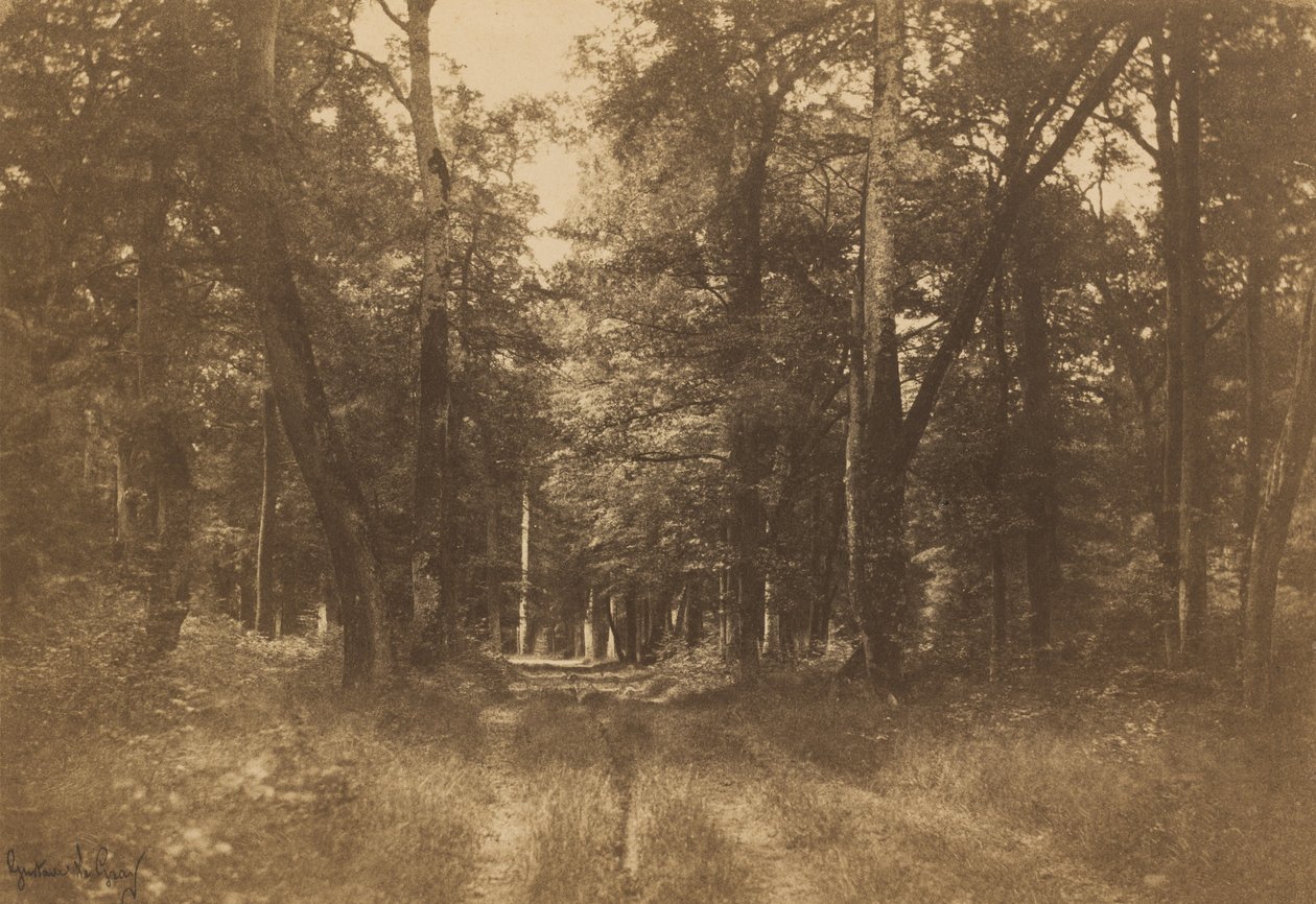 Bas-Bréau, Fontainebleaus skov af Gustave Le Gray