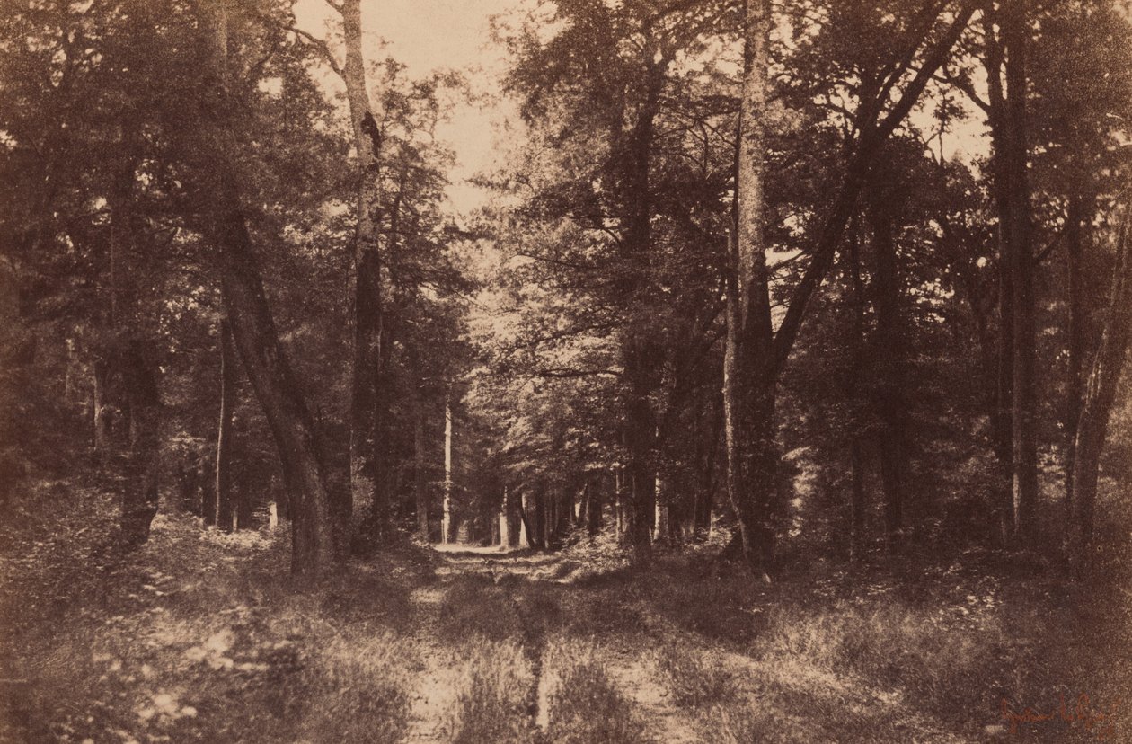 Bas-Breau, skoven ved Fontainebleau,1852 (foto) af Gustave Le Gray