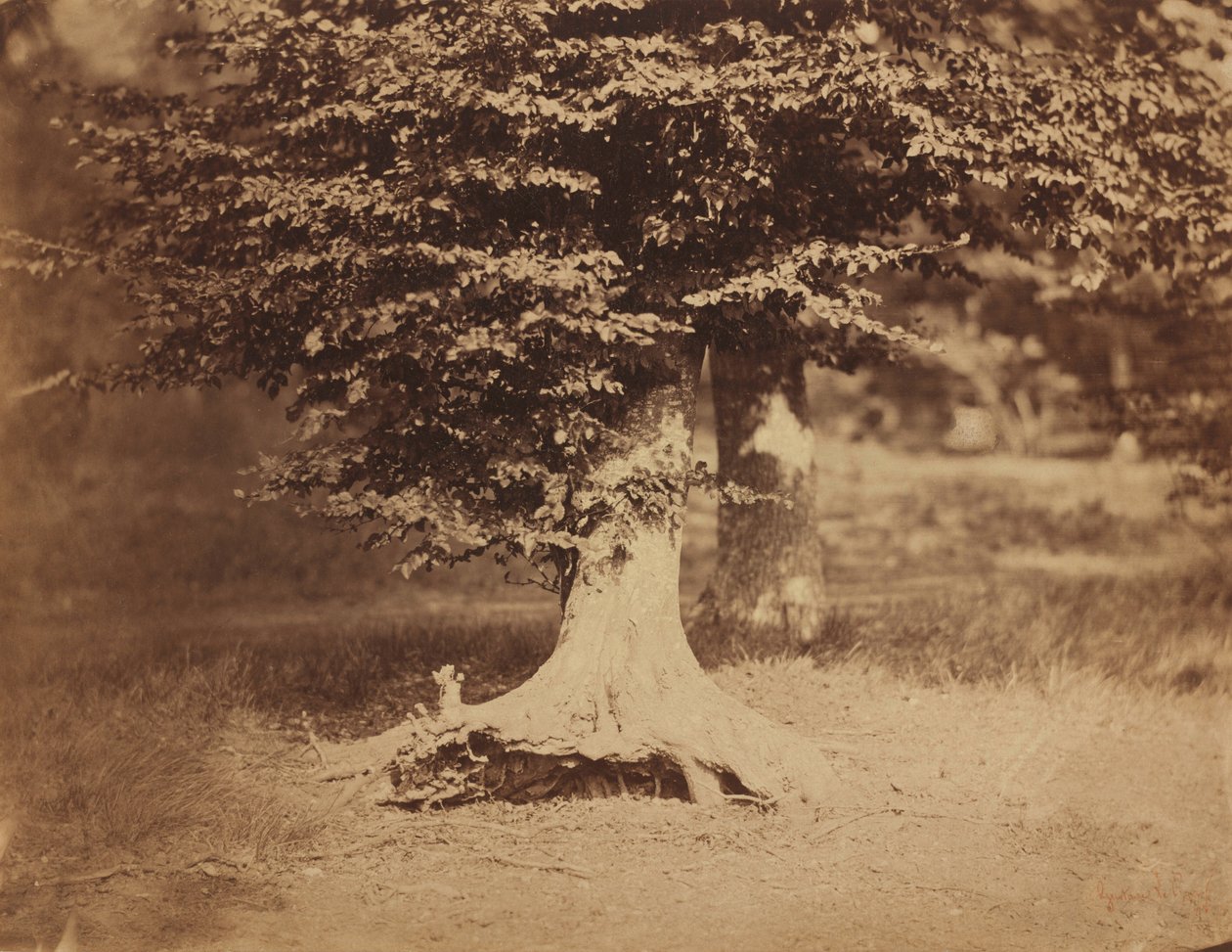 Bøgetræ, skoven ved Fontainebleau, ca. 1856 (foto) af Gustave Le Gray