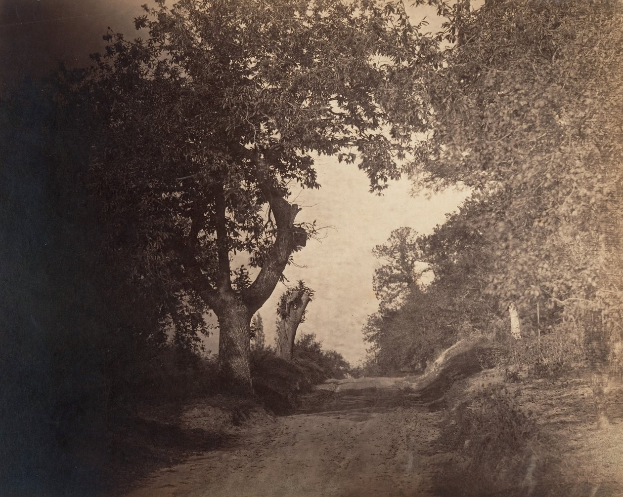 Fontainebleau, sandsti op ad bakke, ca. 1856. af Gustave Le Gray