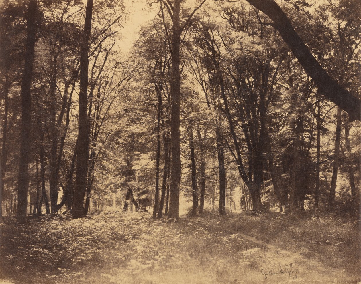 Skovscene af Gustave Le Gray
