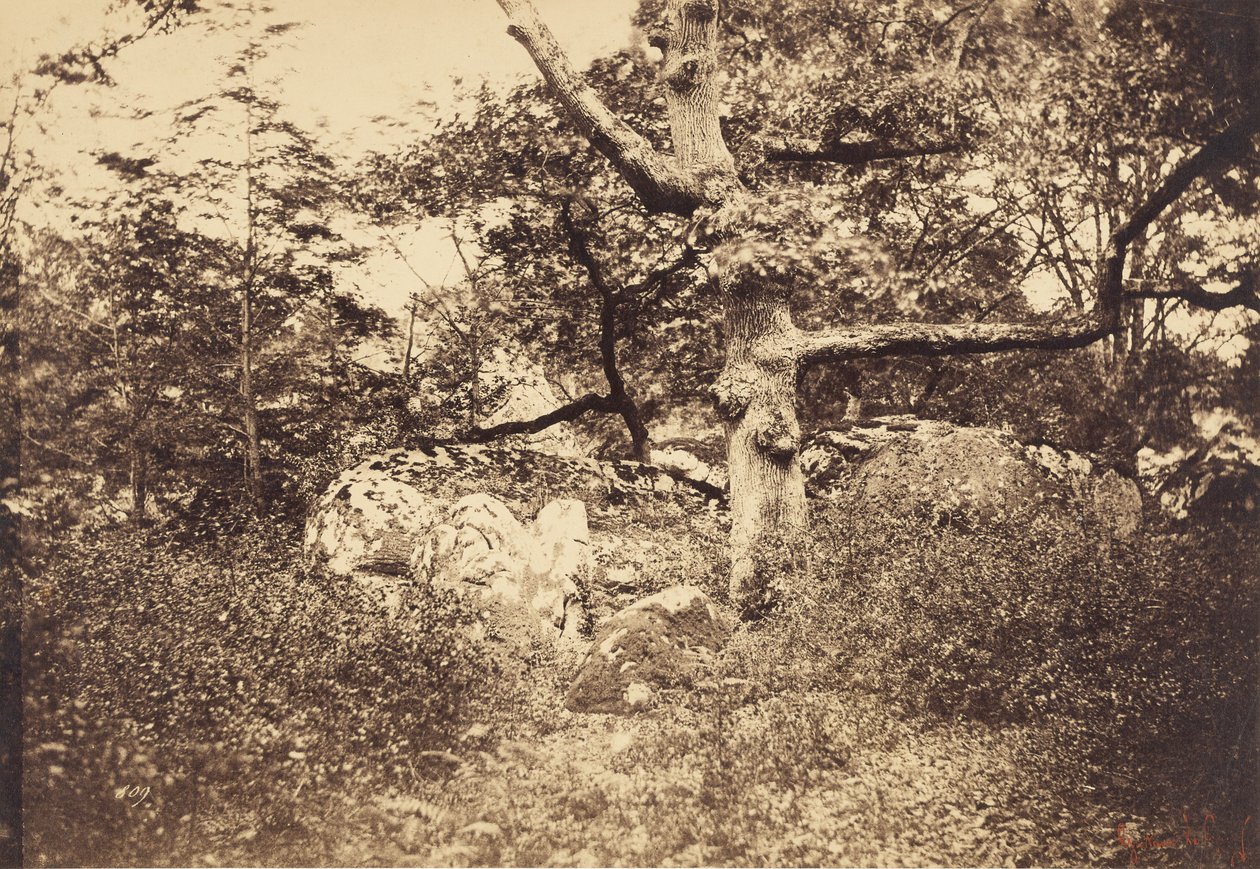 Knudret egetræ nær l