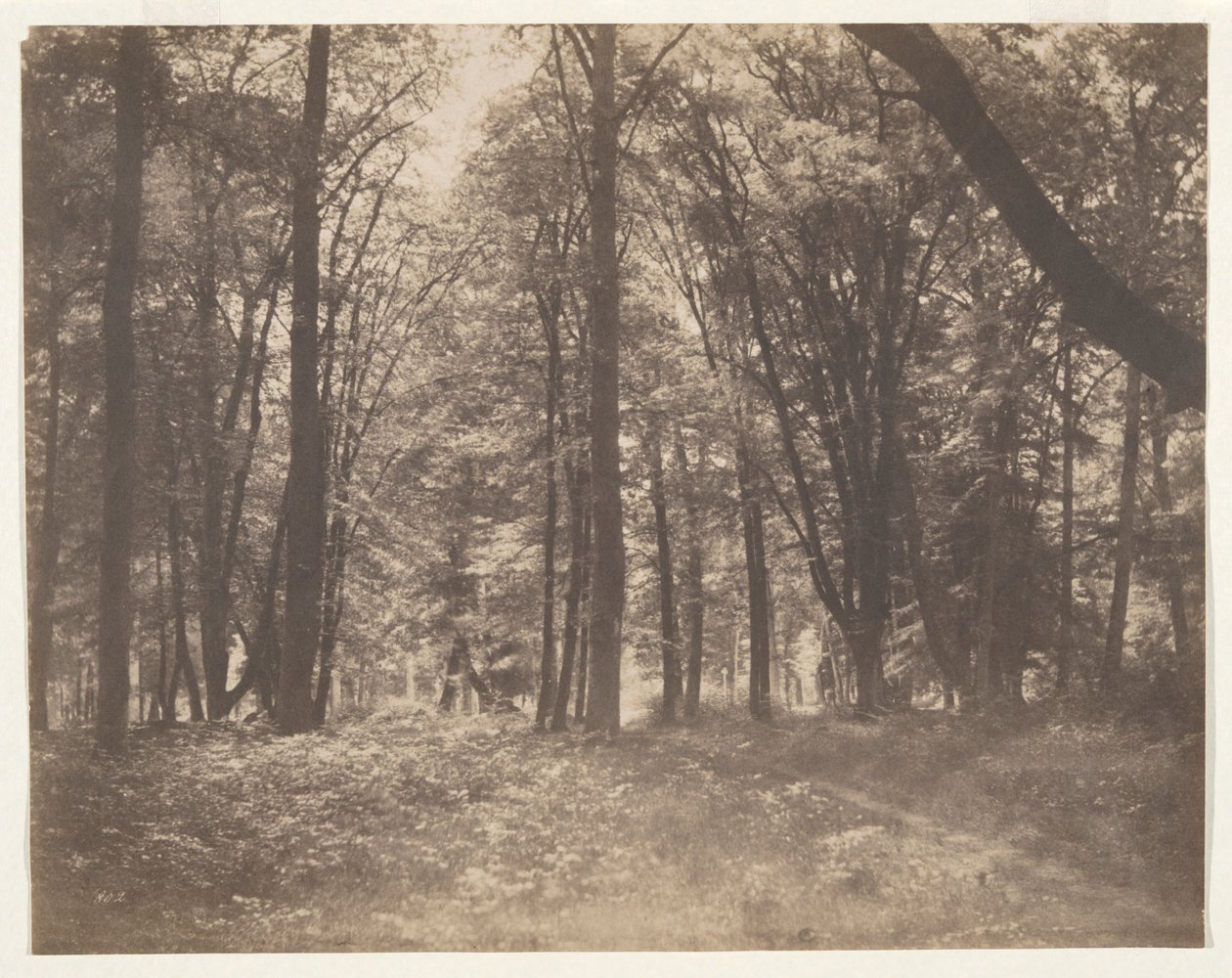 La forêt de Fontainebleau (Skoven ved Fontainebleau) af Gustave Le Gray