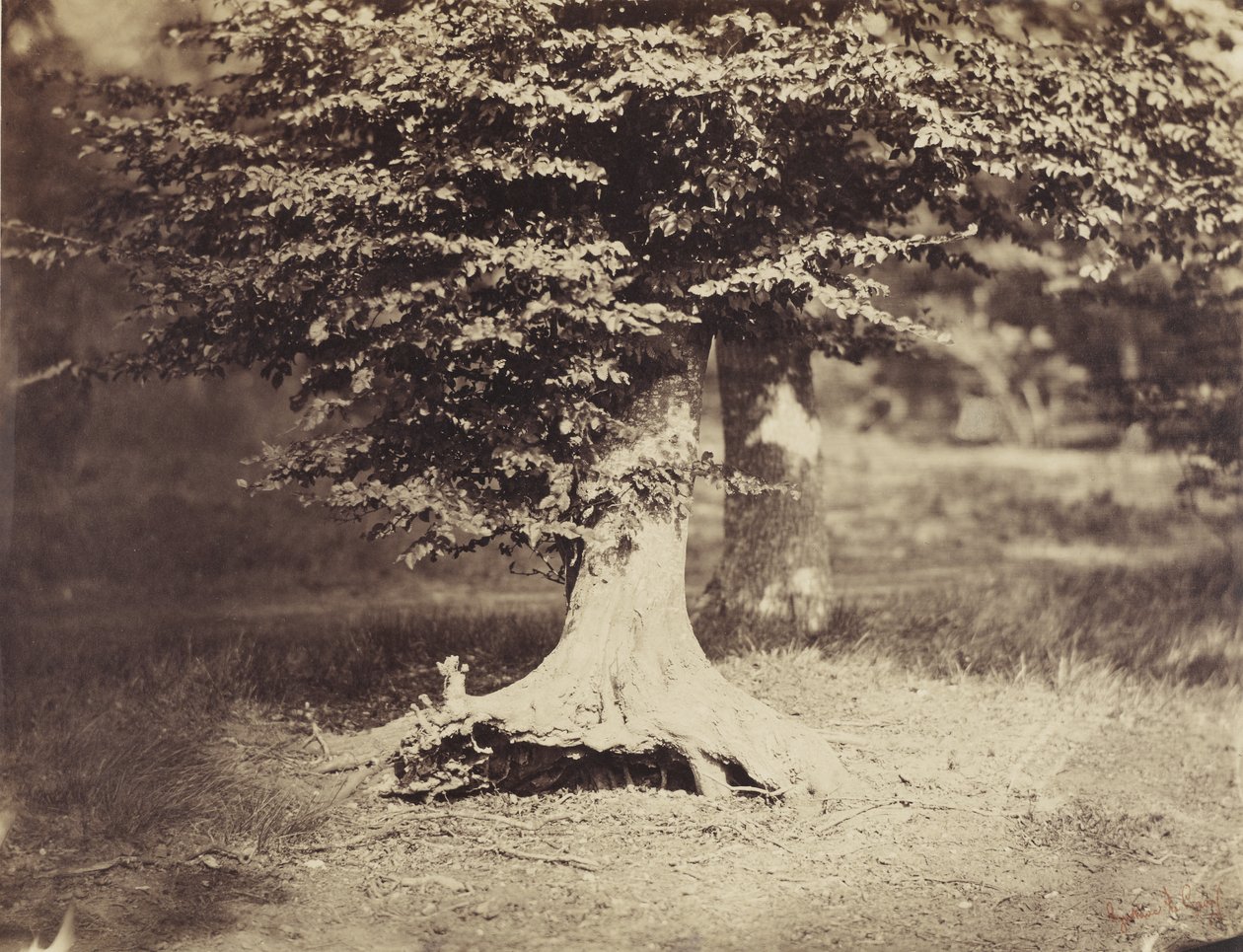 The Beech Tree, ca. 1855-7 (s/h foto) af Gustave Le Gray