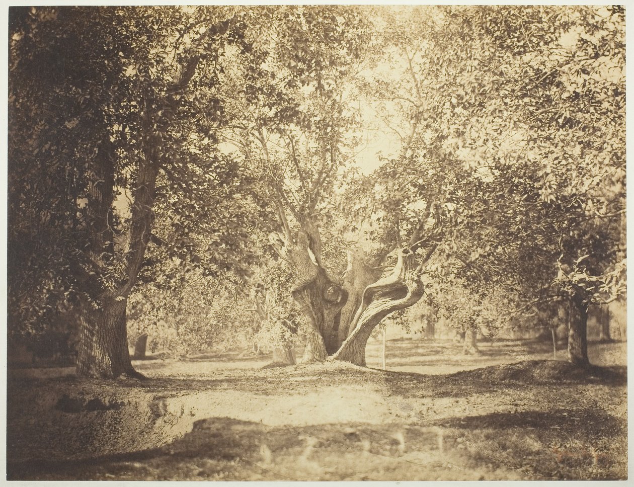 Træ, Fontainebleaus skov af Gustave Le Gray