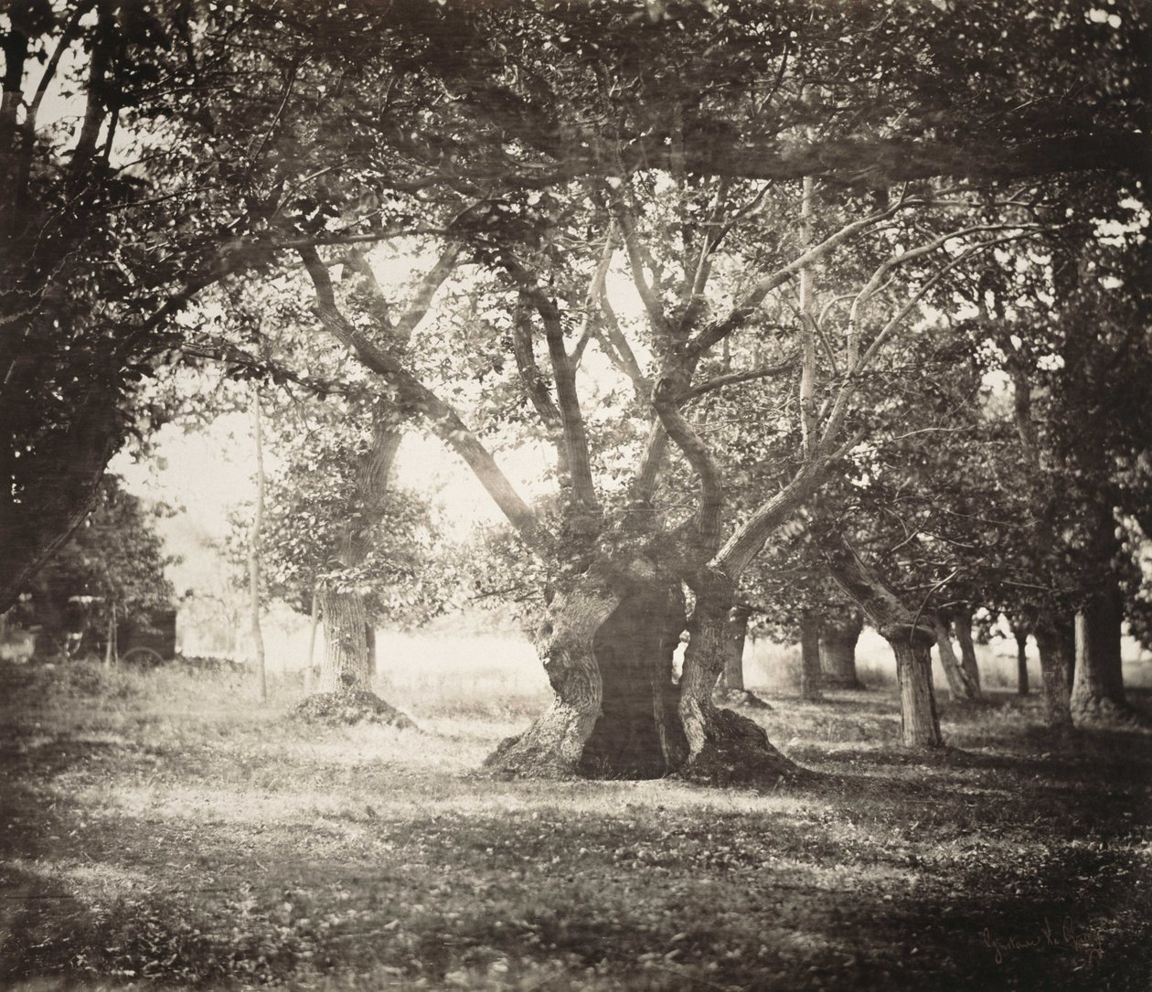 Træ, Fontainebleau-skoven af Gustave Le Gray