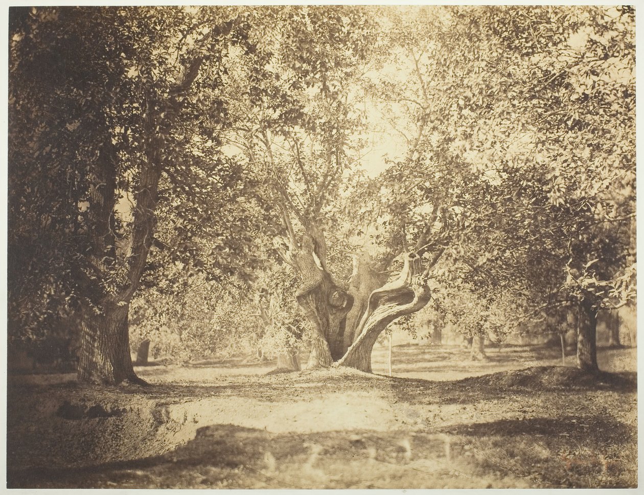 Træ, Fontainebleaus skov, ca. 1856. af Gustave Le Gray