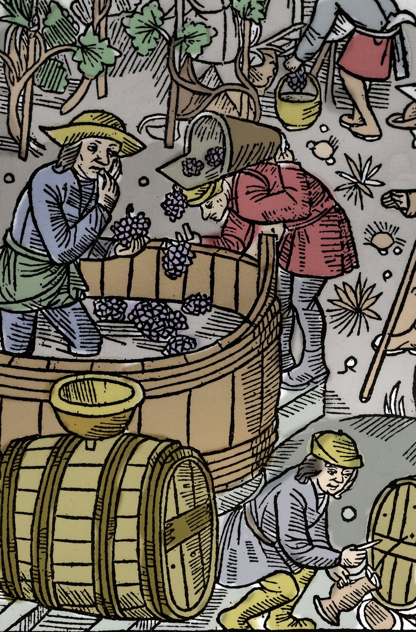 Høst - druehøst - Hyrdekalender - Månedens arbejde - Oktober - Træsnit fra bogen fra 1496 trykt af Guy Marchant (Guido Mercator) i Troyes - Træstik i "" Le grand Calendrier et compost des shepherds"" - Høsten - og th af Guy Marchant